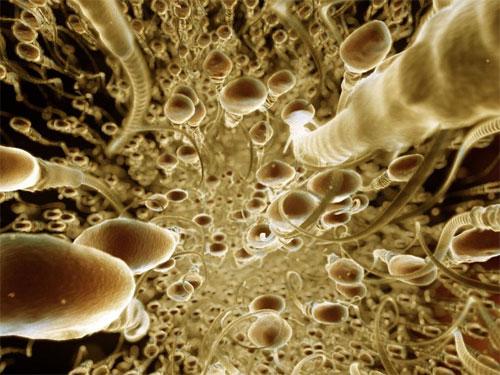 Ученые проследили  процесс эволюции эмбриона