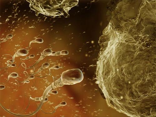 Ученые проследили  процесс эволюции эмбриона