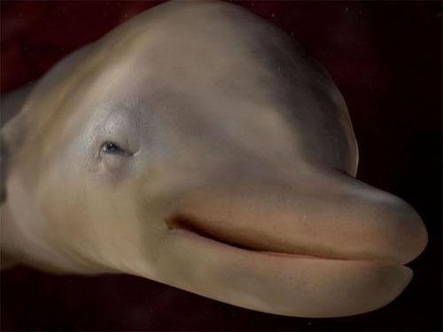 Ученые проследили  процесс эволюции эмбриона