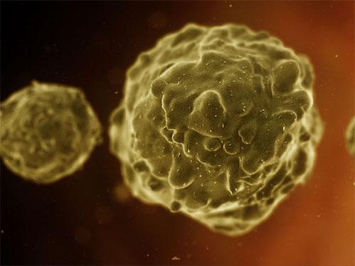 Ученые проследили  процесс эволюции эмбриона