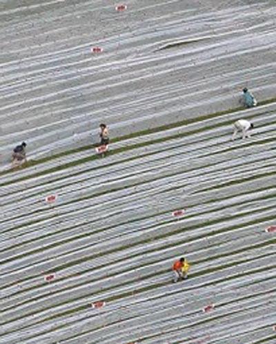 Китайская невеста вышла замуж в 2-километровом платье