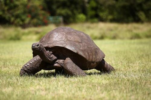 15 животных, которые старше, чем ваши бабушка и дедушка