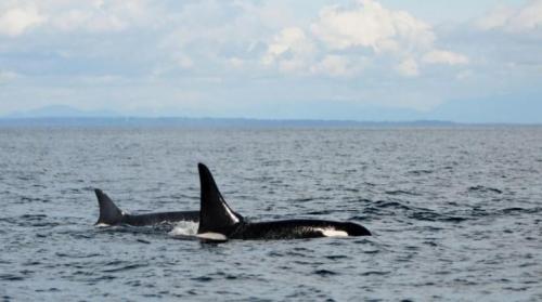 15 животных, которые старше, чем ваши бабушка и дедушка