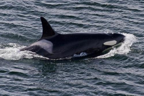 15 животных, которые старше, чем ваши бабушка и дедушка
