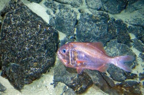 15 животных, которые старше, чем ваши бабушка и дедушка