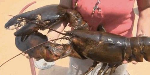 15 животных, которые старше, чем ваши бабушка и дедушка