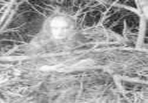 Призрак замка Хэмптон-корт засняла камера наблюдения