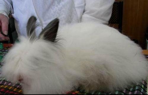 Ангорские кролики: живые подушки спрятали ушки…
