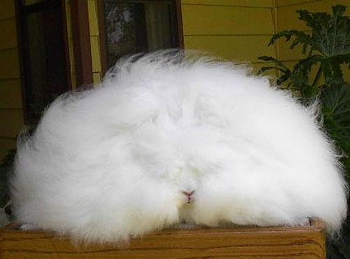 Ангорские кролики: живые подушки спрятали ушки…