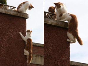 В Британии появился спайдер-кот