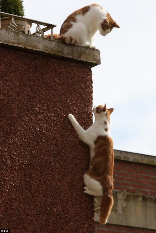 В Британии появился спайдер-кот