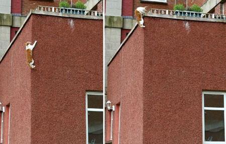 В Британии появился спайдер-кот