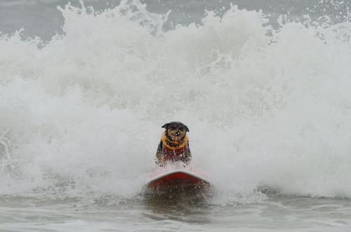 Среди собак  провели турнир по серфингу