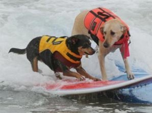 Среди собак  провели турнир по серфингу