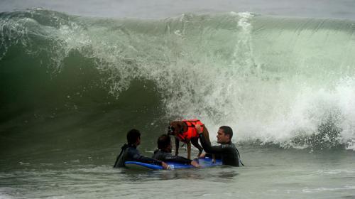 Среди собак  провели турнир по серфингу