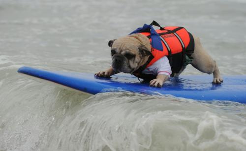 Среди собак  провели турнир по серфингу