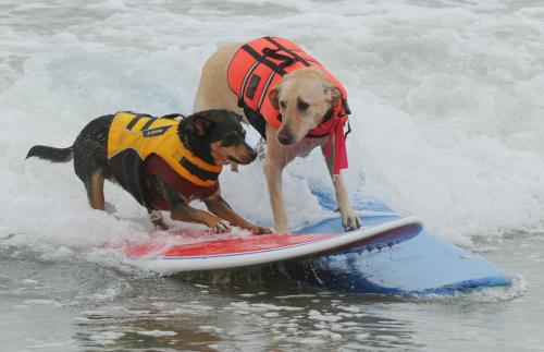 Среди собак  провели турнир по серфингу