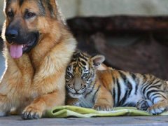 Собака — лучший друг тигра
