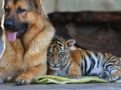 Собака — лучший друг тигра