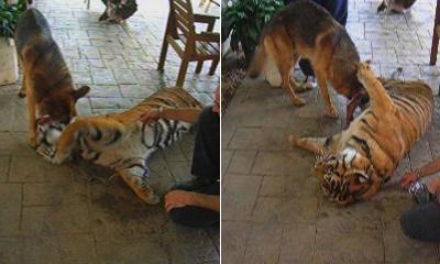 Собака — лучший друг тигра