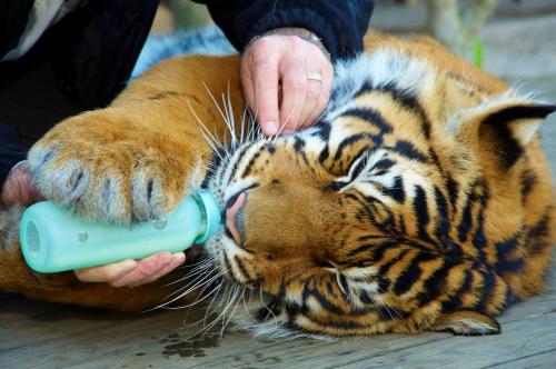 Собака — лучший друг тигра