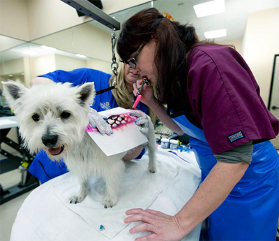 Роскошный отель «Barkley» для животных