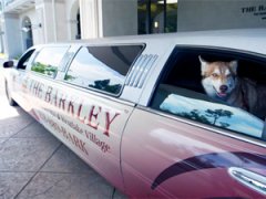 Роскошный отель «Barkley» для животных