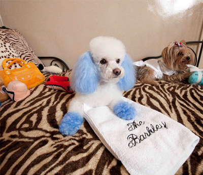 Роскошный отель «Barkley» для животных