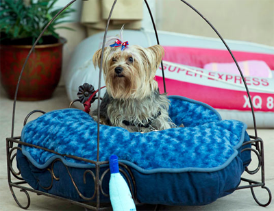 Роскошный отель «Barkley» для животных