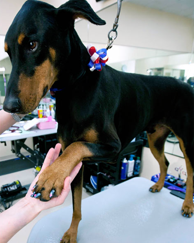 Роскошный отель «Barkley» для животных