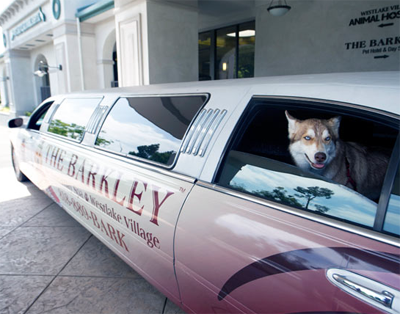 Роскошный отель «Barkley» для животных