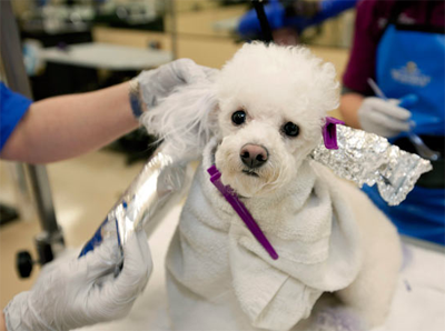 Роскошный отель «Barkley» для животных