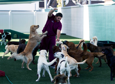 Роскошный отель «Barkley» для животных