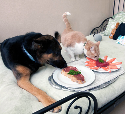 Роскошный отель «Barkley» для животных