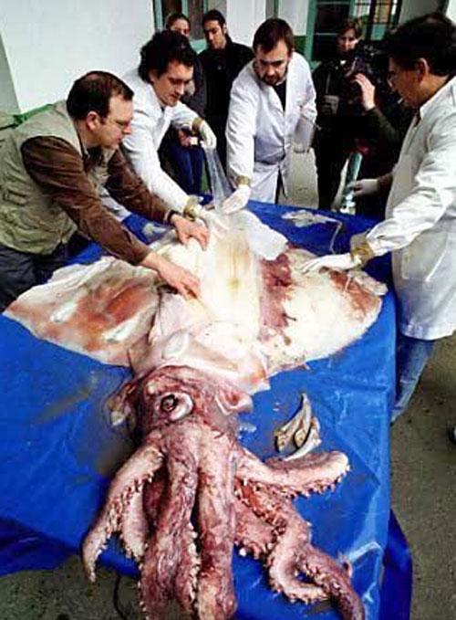 Пойманы сразу пять гигантских кальмаров!