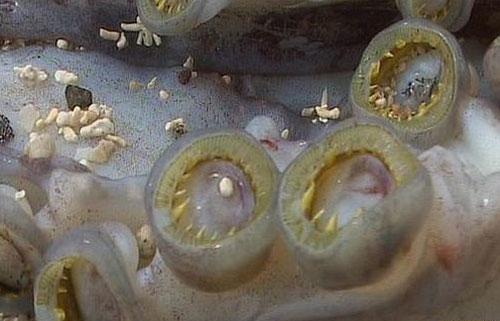 Пойманы сразу пять гигантских кальмаров!