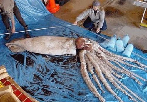 Пойманы сразу пять гигантских кальмаров!