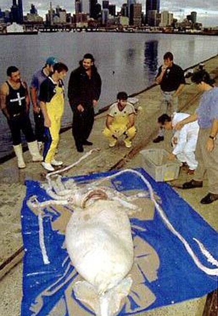 Пойманы сразу пять гигантских кальмаров!