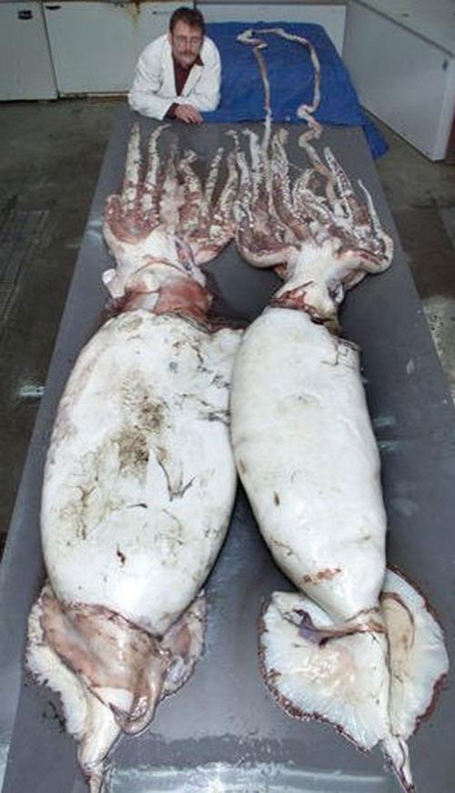 Пойманы сразу пять гигантских кальмаров!