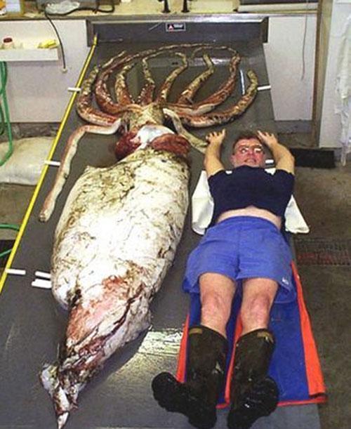 Пойманы сразу пять гигантских кальмаров!