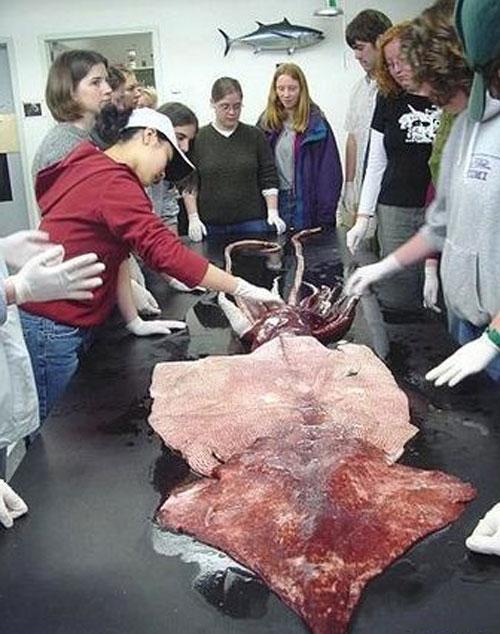 Пойманы сразу пять гигантских кальмаров!