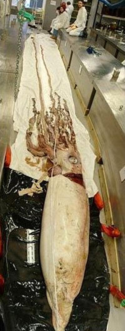 Пойманы сразу пять гигантских кальмаров!