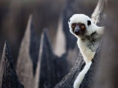 Удивительный «каменный лес» на Мадагаскаре