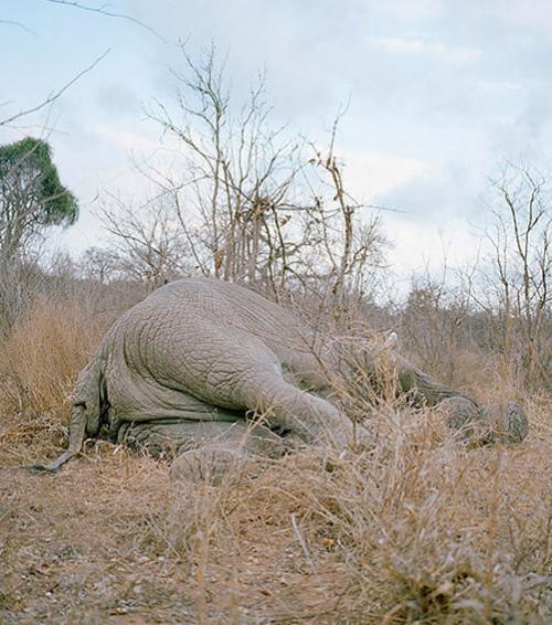 Жители Зимбабве разделали тушу слона