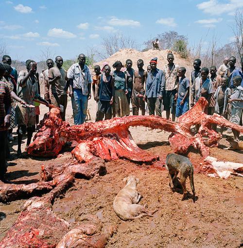 Жители Зимбабве разделали тушу слона
