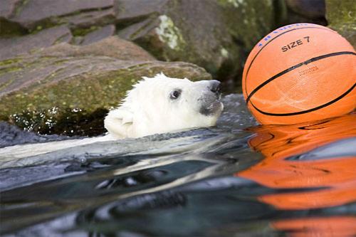 Флоке — новая звезда Германии — затмила по популярности медвежонка Кнута