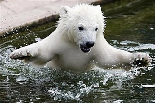 Флоке — новая звезда Германии — затмила по популярности медвежонка Кнута
