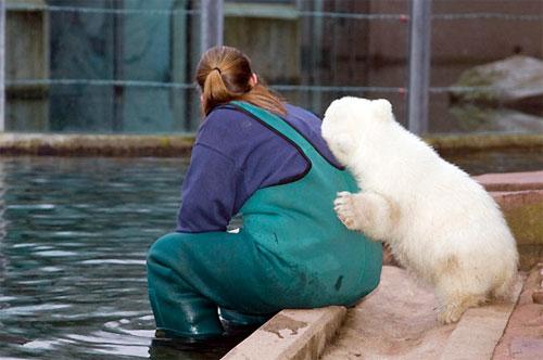 Флоке — новая звезда Германии — затмила по популярности медвежонка Кнута