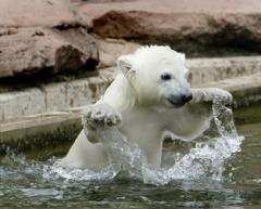 Флоке — новая звезда Германии — затмила по популярности медвежонка Кнута