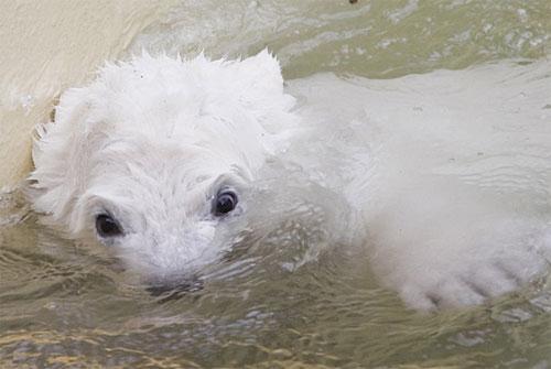 Флоке — новая звезда Германии — затмила по популярности медвежонка Кнута